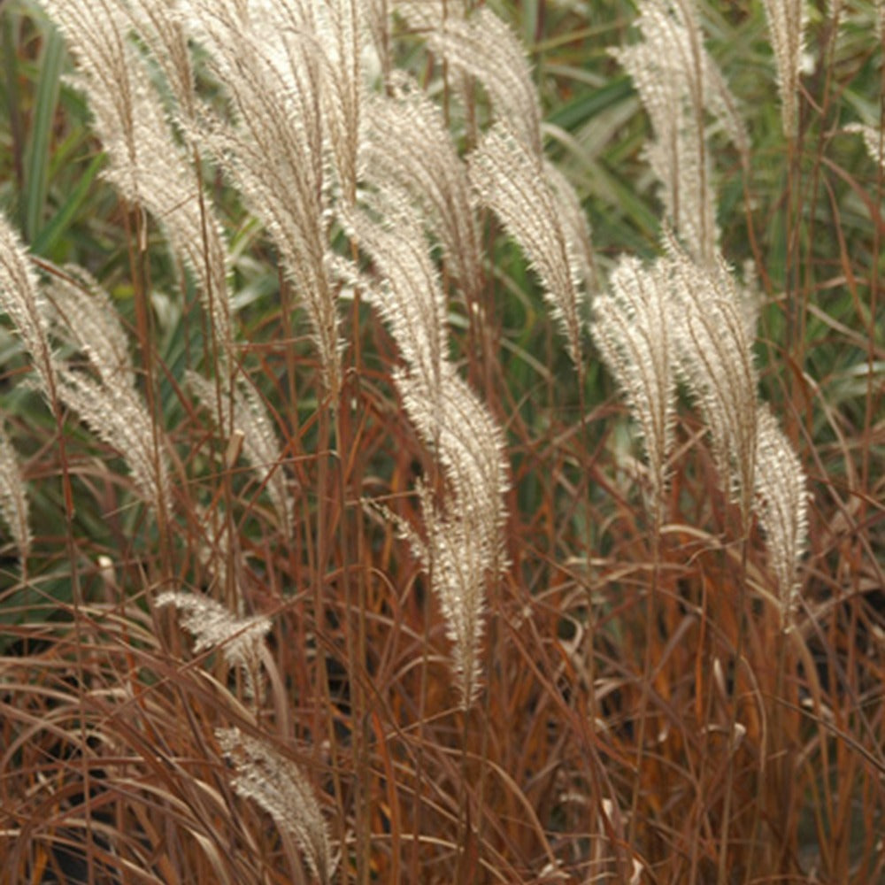 Zwerg-Chinaschilf 'Adagio' - Miscanthus sinensis Adagio - Ziergräser