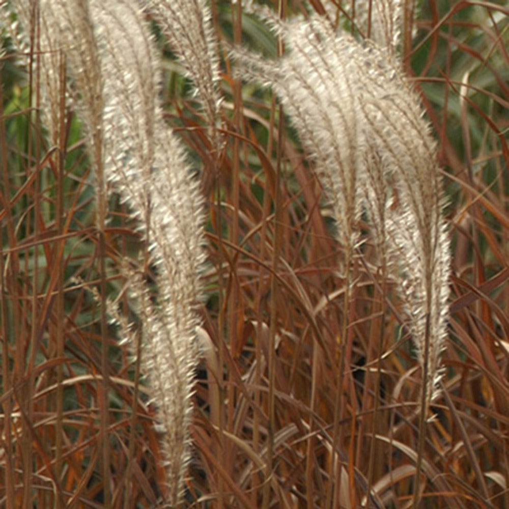 Miscanthus - Zwerg-Chinaschilf 'Adagio' - Miscanthus sinensis Adagio