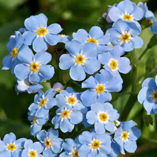 Sumpf-Vergissmeinnicht - Myosotis palustris - Teich