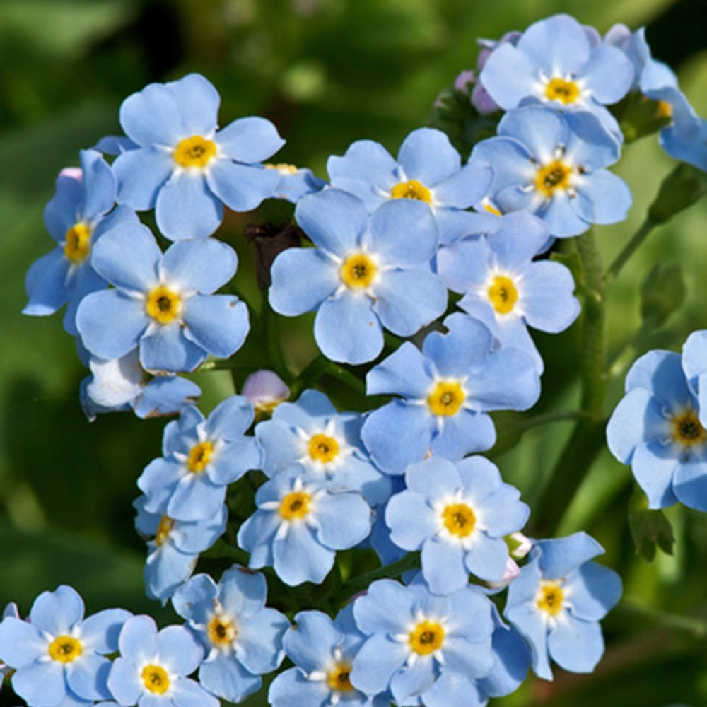 Sumpf-Vergissmeinnicht - Myosotis palustris - Bakker