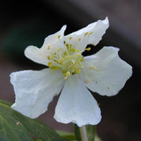 Christrose 'Christmas Carol' - Helleborus niger - Beetpflanzen