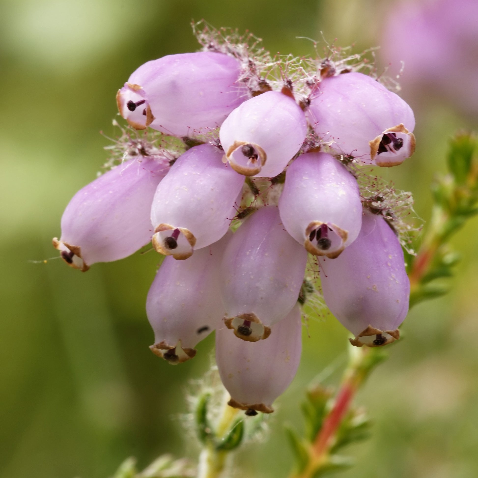 Rosa Glockenheide - Erica tetralix rosea - Terrasse balkon