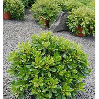 Chinesischer zwerg Klebsame - Pittosporum tobira ‘nana’ - Gartenpflanzen