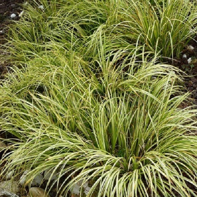 Schmalblättriger Kalmus 'Ogon' - Bakker