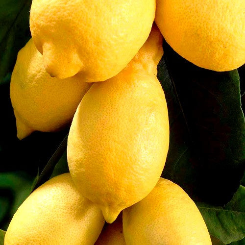 Zitronenbaum - Citrus limon - Obst