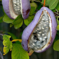 Fingerblättrige Akebie 'Quinata' - Akebia quinata - Kletterpflanzen