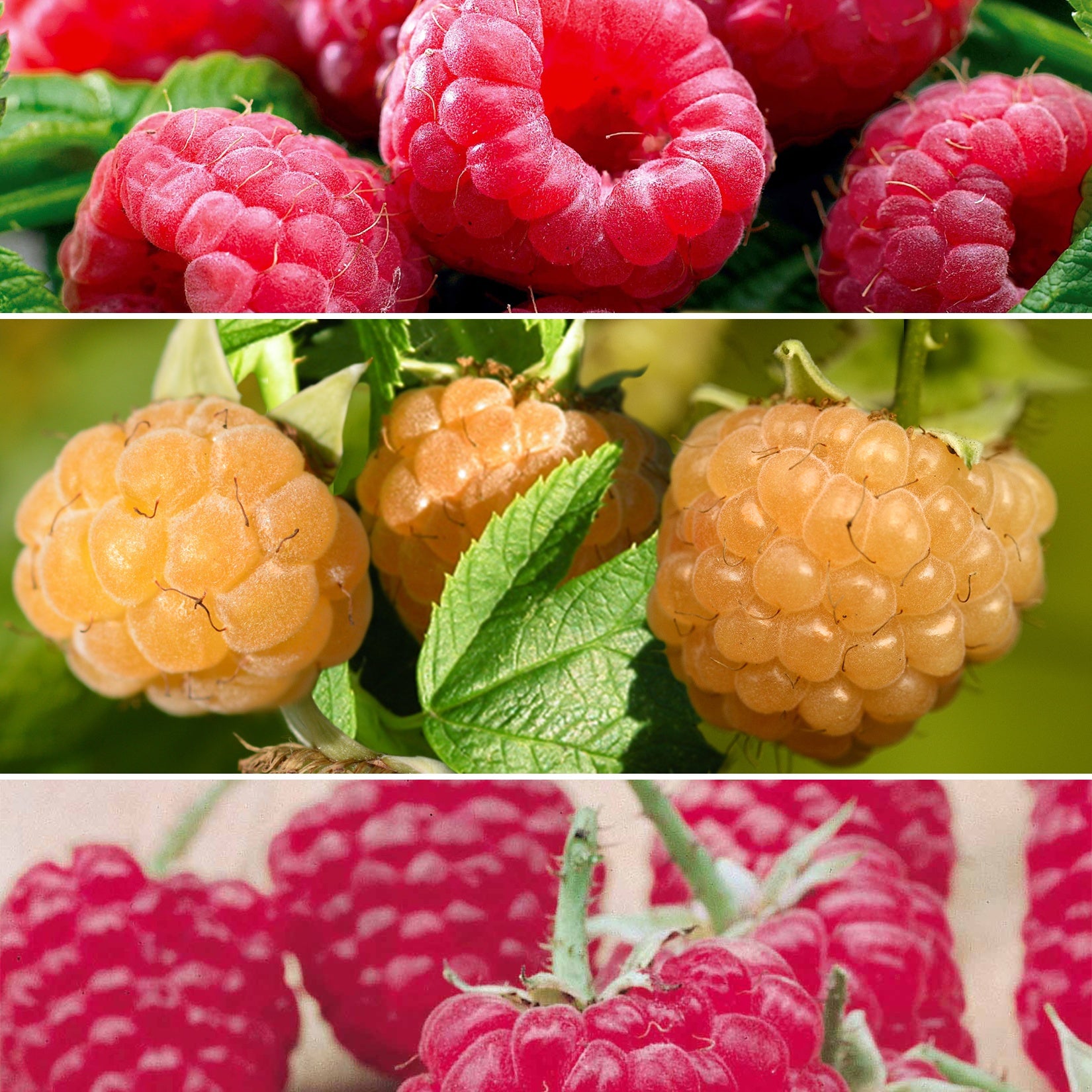 Himbeersammlung: Marastar,Fallgold, Sumo (x12) - Rubus idaeus marastar ®, sumo 2, fallgold - Obst