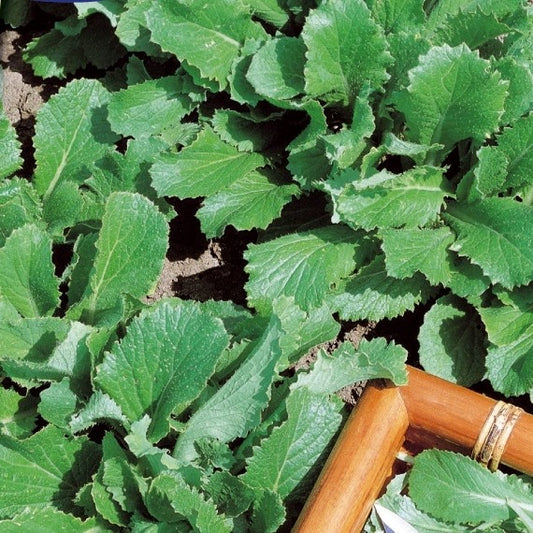Kohlblatt grüne Rübe - Brassica rapa - Gemüsegarten