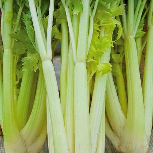 Sellerie Chemin 2 - Bakker