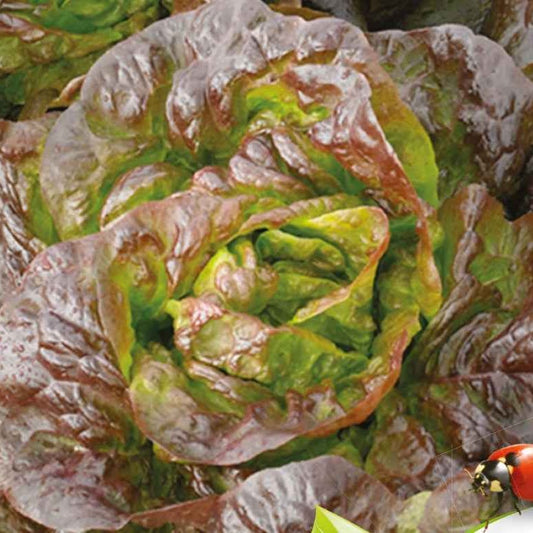 Kopfsalat Roxy Bio - Lactuca sativa roxy - Gemüsegarten