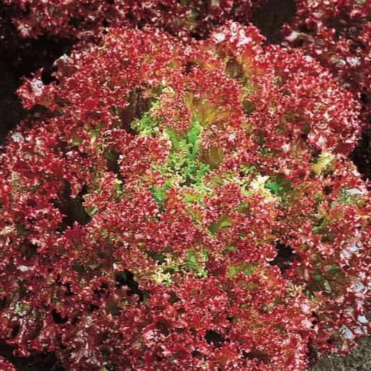 Gekräuselter Kopfsalat Lollo Rossa Bio - Lactuca sativa lollo rossa - Gemüsegarten