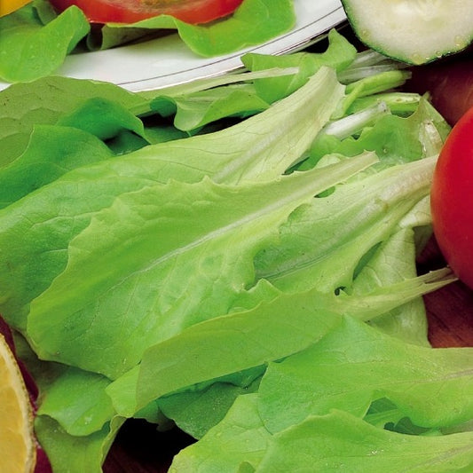 Blonder Schnittsalat Verbessert Witte Dunsel - Lactuca sativa witte dunsel - Gemüsegarten