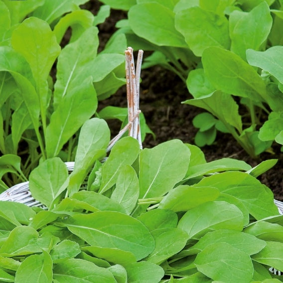 Rucola Pronto - Eruca sativa pronto - Gemüsegarten