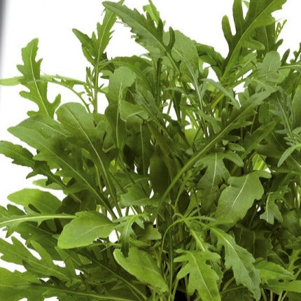Sylvetta Wilde Rauke (Wild Rocket) - Bakker
