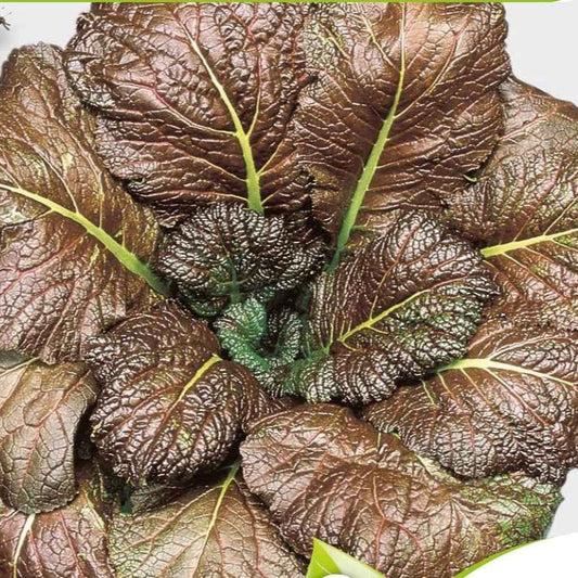 Roter Blattsenf Red Giant Bio - Bakker