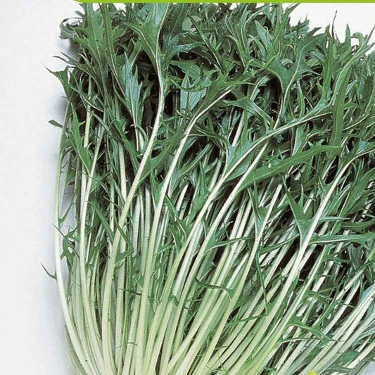 Japanischer Salatkohl Mizuna Bio - Bakker