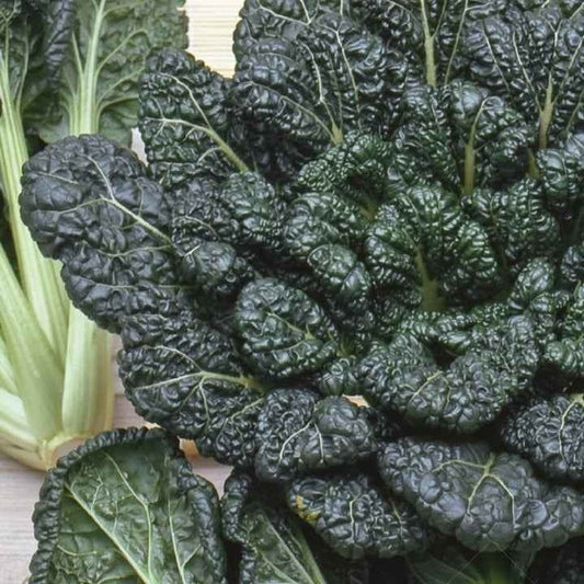 Chinakohl Tatsoi Bio - Brassica rapa rosularis - Gemüsegarten