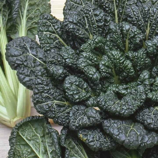 Chinakohl Tatsoi Bio - Bakker