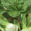 Chinakohl Pak-choi Green Fortune F1 - Brassica campestris chinensis green fortune - Gemüsegarten