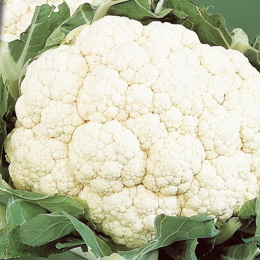 Blumenkohl Alpha Fortados - Bakker