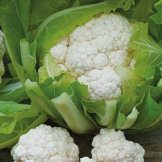 Winterblumenkohl Walcheren Winter 5 - Bakker