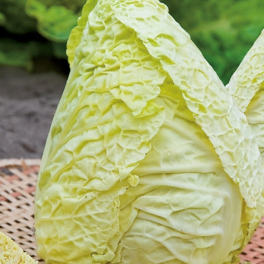 Wirsingkohl Bloemendaalse Gele Bio - Brassica oleracea sabauda milan bloemendaalse gele - Gemüsegarten