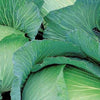 Braunschweiger Kohl - Brassica oleracea capitata de brunswick - Gemüsegarten