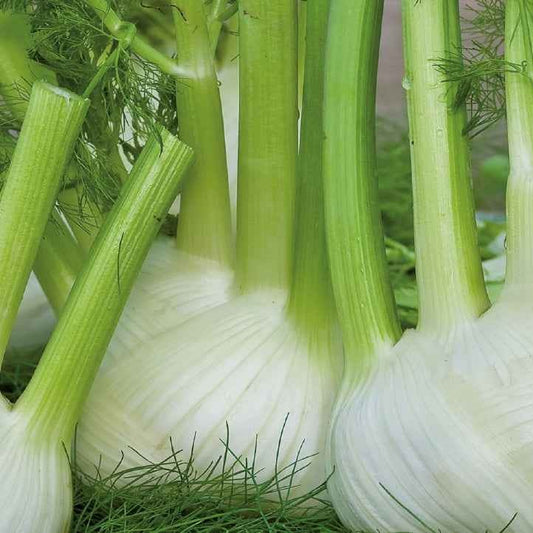 Süßer Fenchel Finale Bio - Bakker