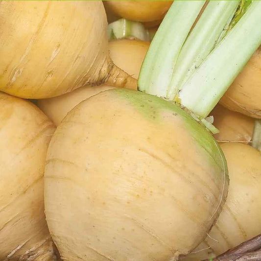 Kohlrabi Goldana Bio - Bakker