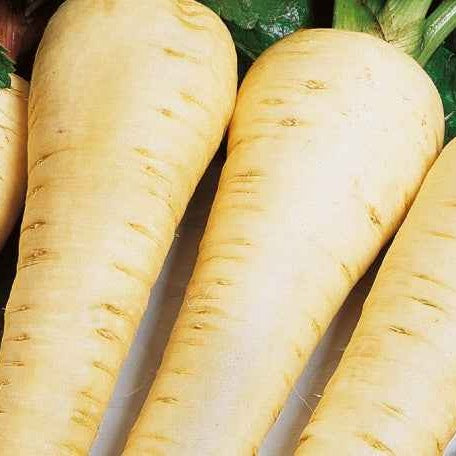 Pastinake halblang Gladiator F1 - Bakker