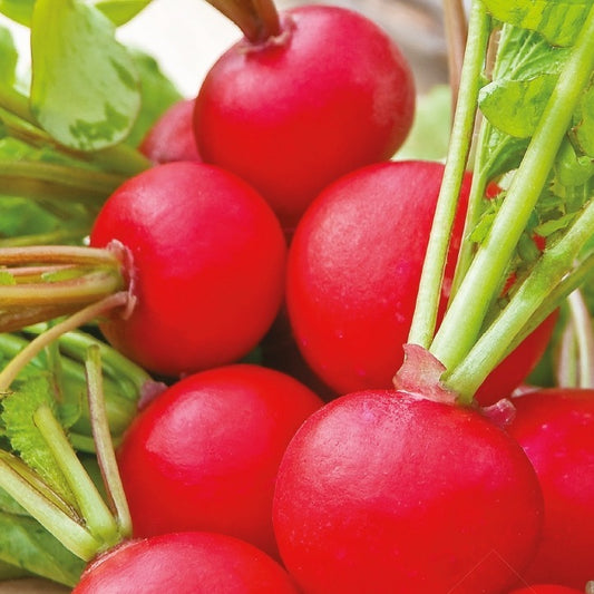 Möhren Resistafly F (Tozresis) - Bakker