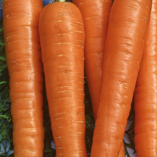 Gurke Hokus Bio - Daucus carota resistafly f1 - Gemüsegarten