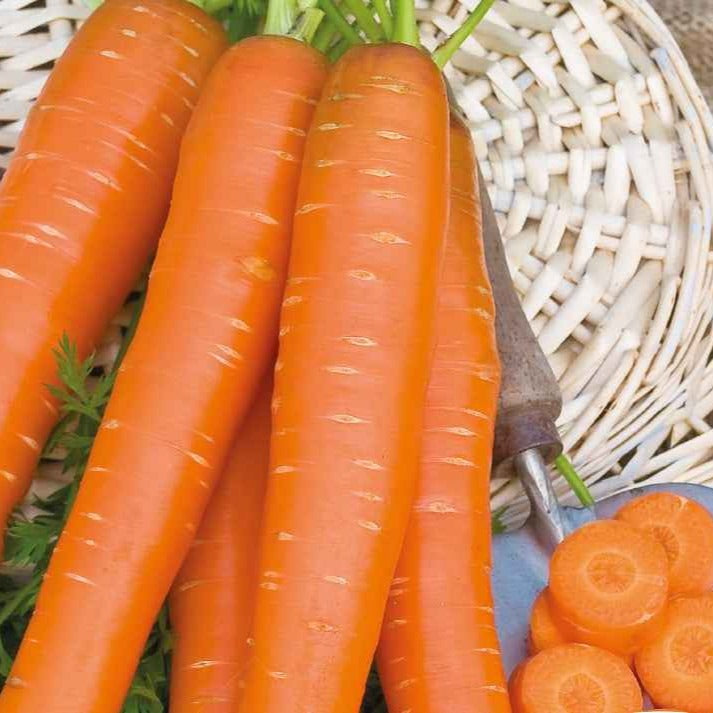 Halblange Sommer- und Herbstkarotte Jeanette F1 Bio - Daucus carota jeanette f1 - Gemüsegarten