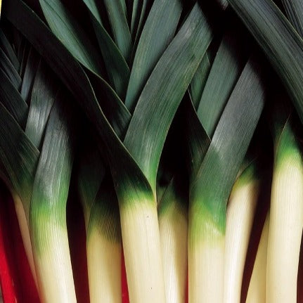 porree blaugrüner winter Farinto - Bakker