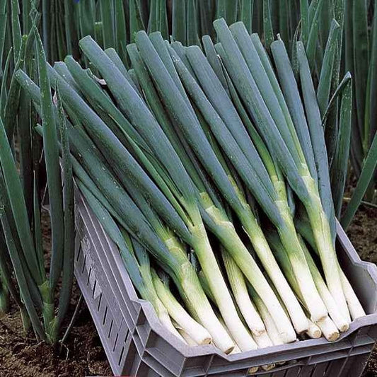 Frühlingszwiebel Ishikura Long White - Bakker