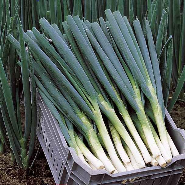 Allium fistulosum - Winterzwiebel