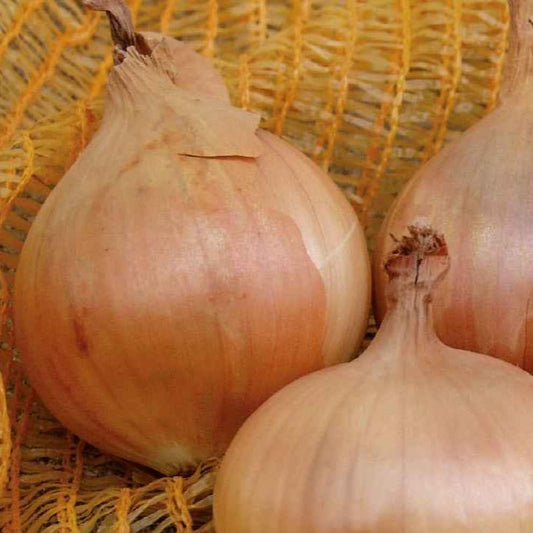 Gelbe Zwiebel Sturon Bio - Bakker
