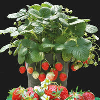Erdbeere Temptation - Fragaria x ananassa - Gemüsegarten