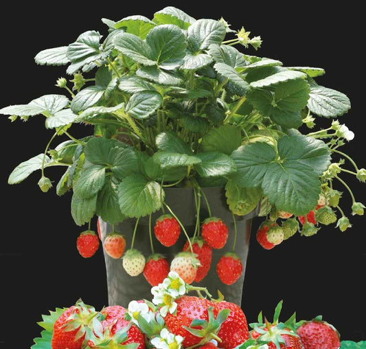 Erdbeere Temptation - Fragaria x ananassa - Gemüsegarten