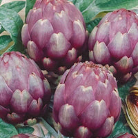Artischocke Violet de Provence - Cynara cardunculus scolymus violet de provence - Gemüsegarten
