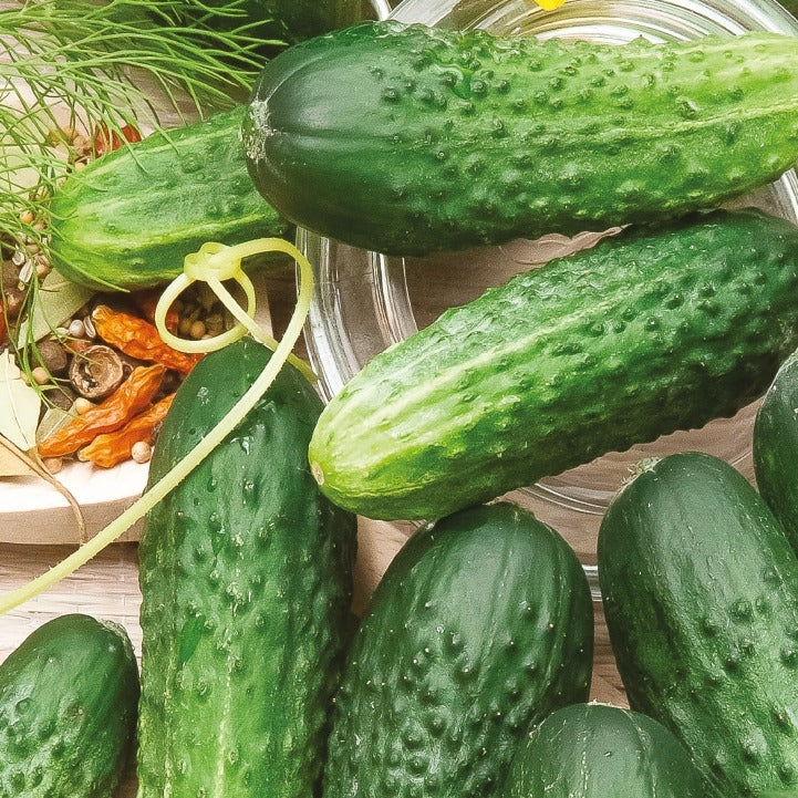 Einlegegurke Hokus Bio - Bakker