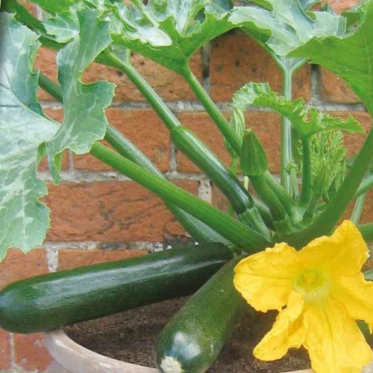 Topf Zucchini Patio Star F1 - Cucurbita pepo patio star f1 - Gemüsegarten