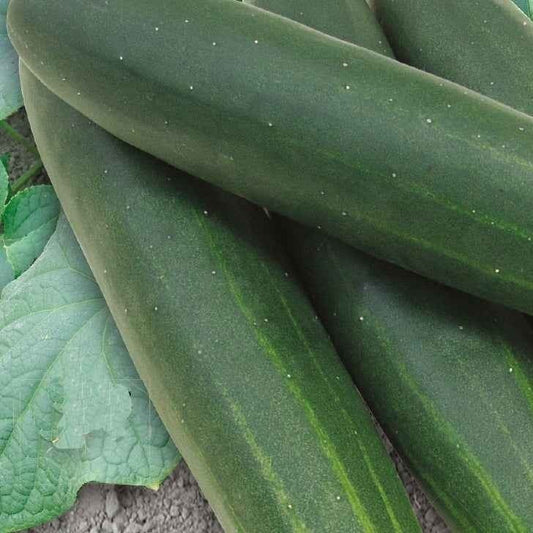 Gurke Sonja F1 Bio - Cucumis sativus sonja f1 - Gemüsegarten