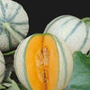 Zuckermelone Artemi's F1 - Cucumis melo artemi's f1 - Gemüsegarten