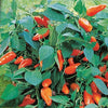 Topf-Paprika Tangerine Dream F - Bakker