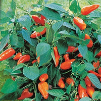 Topf-Paprika Tangerine Dream F - Capsicum annuum tangerine dream f1 - Gemüsegarten