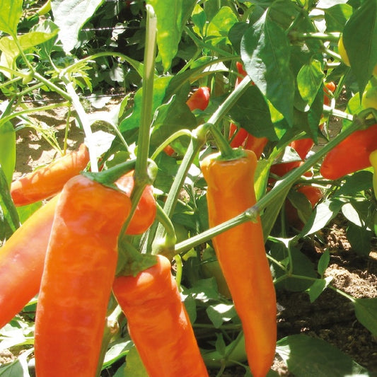Piment ungarisch gelbes Heißwachs Bio - Bakker