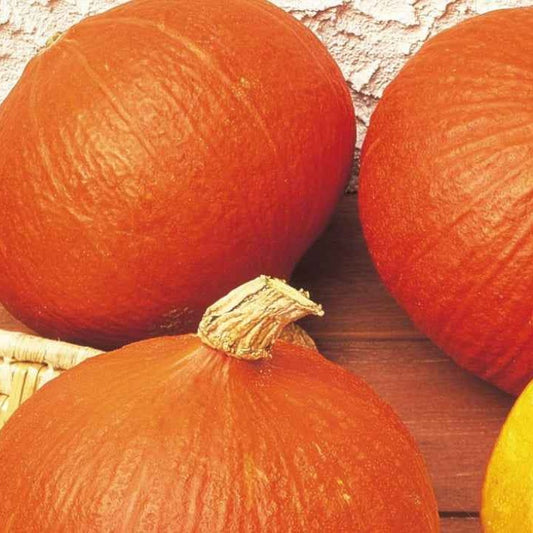 Kürbis Uchiki Kuri Bio - Bakker