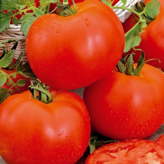Bonset-Tomate F - Solanum lycopersicum bonset f1 - Gemüsegarten