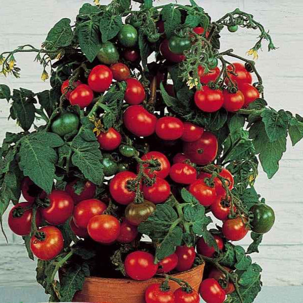 Tomate Minibel - Lycopersicon lycopersicum minibel - Gemüsegarten